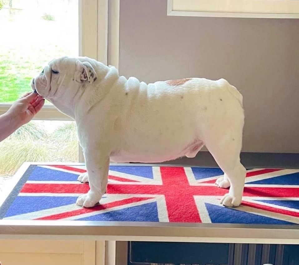 D'Or Wood Point blank - 2ème excellent classe ouverte mâle