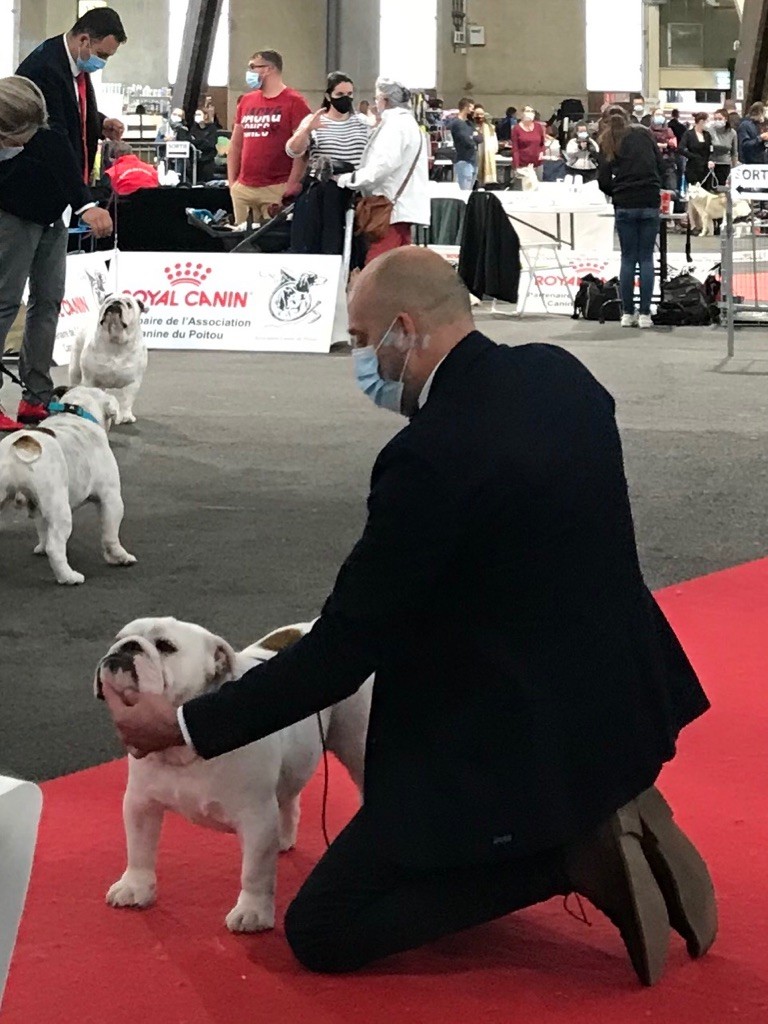 D'Or Wood Point blank - 2ème excellent classe jeune mâle