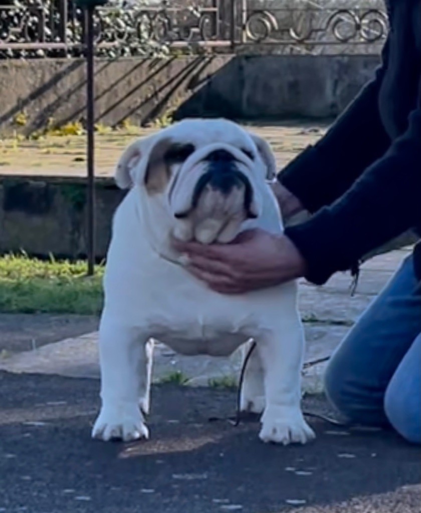 D'Or Wood Point blank - 2ème excellent classe ouverte mâle