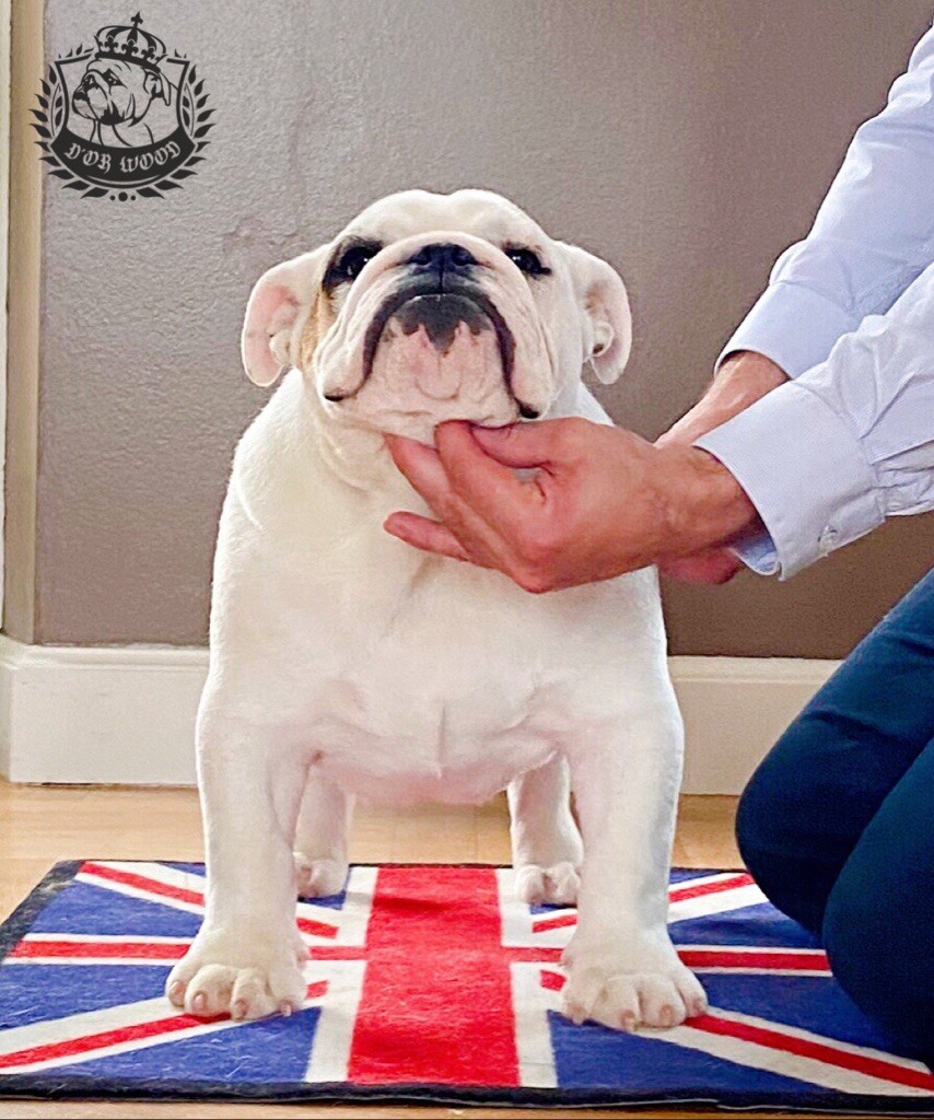 D'Or Wood Point blank - 2ème classe Puppy mâle