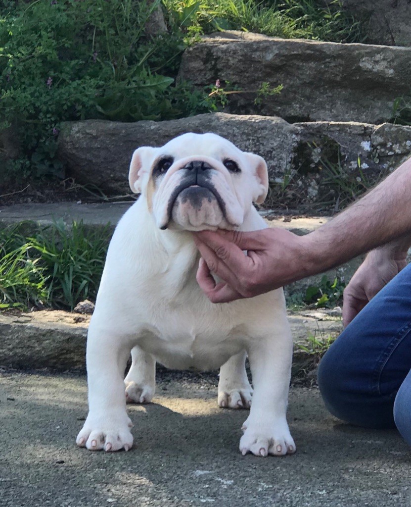 D'Or Wood Point blank - 2ème classe baby mâle