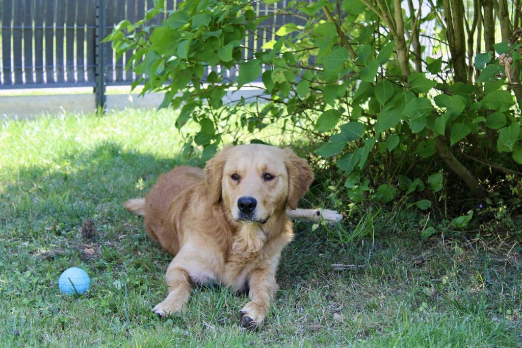 Urkann (Sans Affixe)