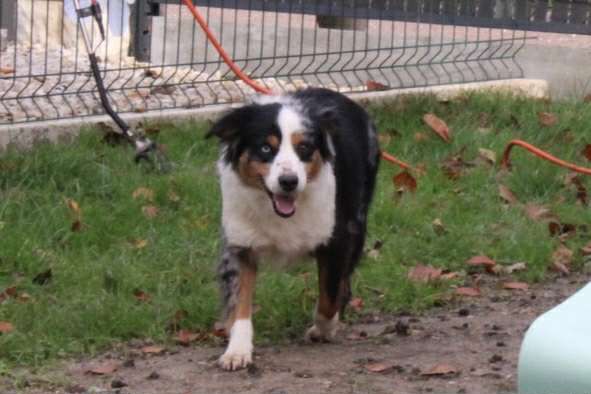 Tess Du Domaine Des Belles Aubois