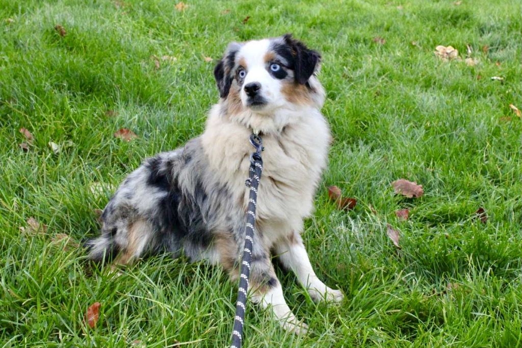 Cristal Du Domaine Des Belles Aubois