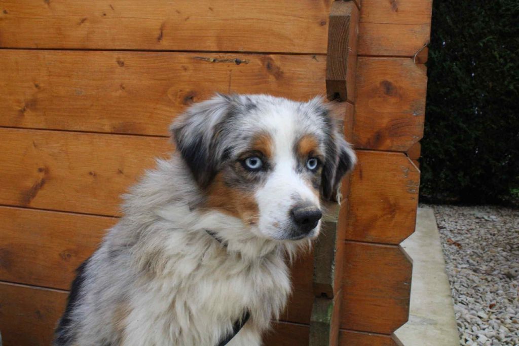 Agate Du Domaine Des Belles Aubois