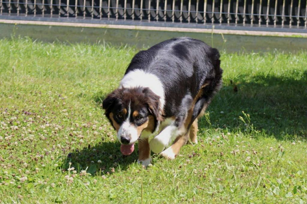 Publication : Du Domaine Des Belles Aubois Auteur : Auroux leonie