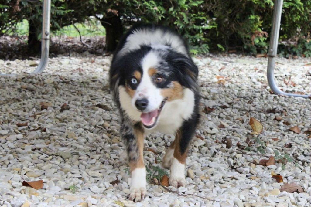 Tess Du Domaine Des Belles Aubois