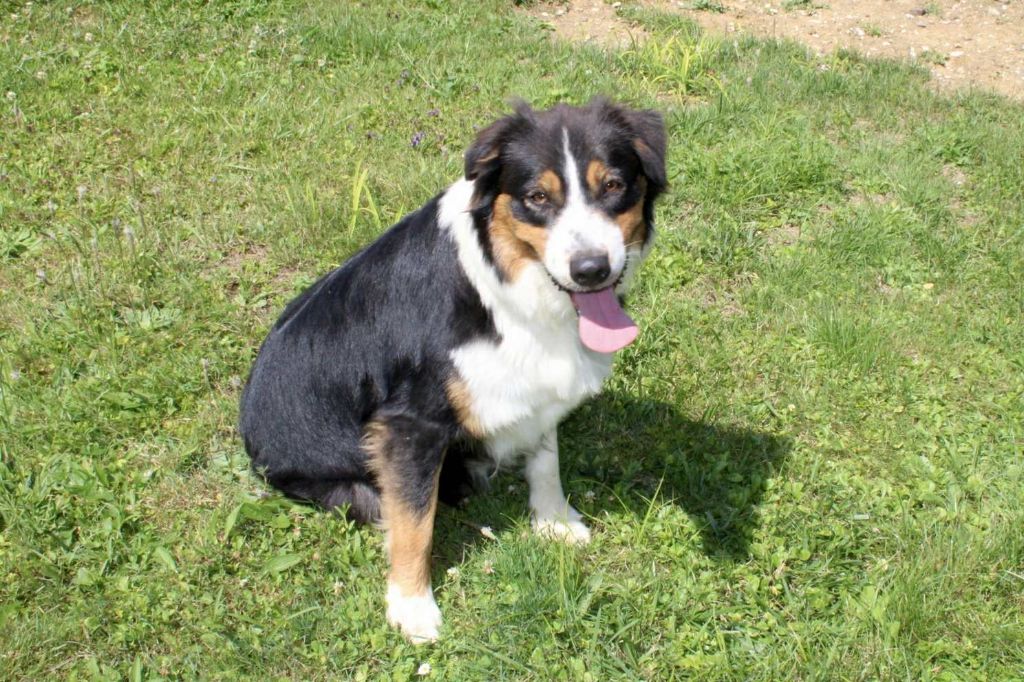 Publication : Du Domaine Des Belles Aubois Auteur : Auroux leonie