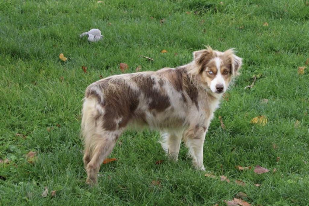 Yness Du Domaine Des Belles Aubois