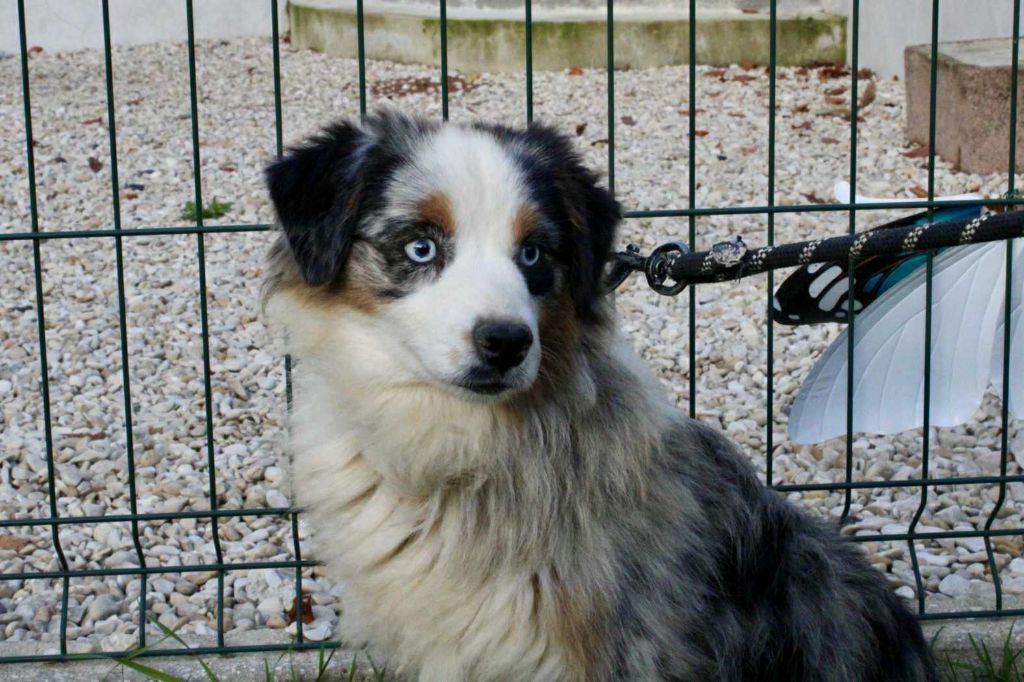 Cristal Du Domaine Des Belles Aubois