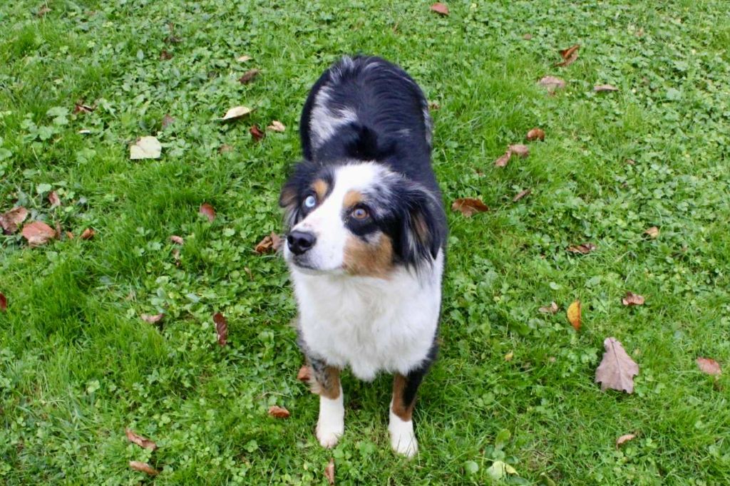 Tess Du Domaine Des Belles Aubois