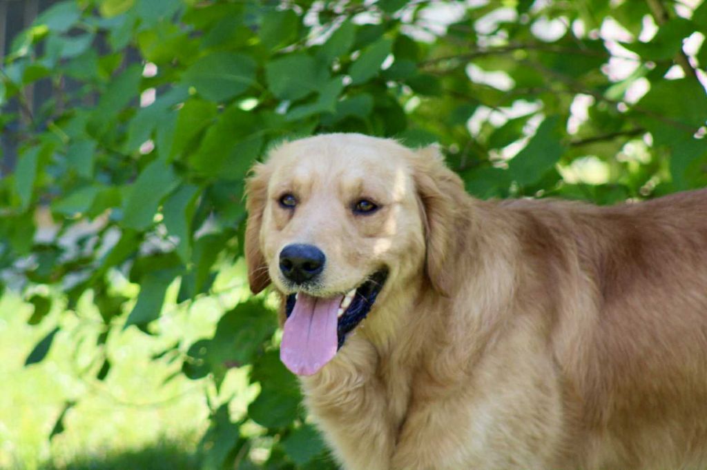 Urkann (Sans Affixe)