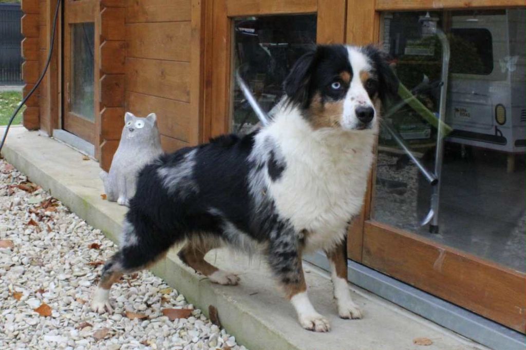 Tess Du Domaine Des Belles Aubois