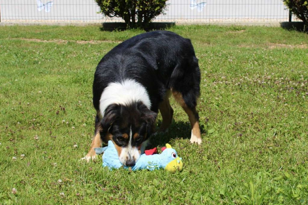 Publication : Du Domaine Des Belles Aubois Auteur : Auroux leonie