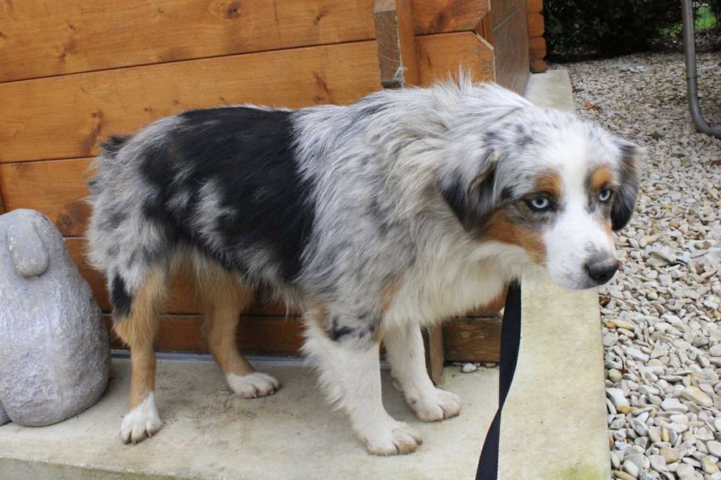 Agate Du Domaine Des Belles Aubois