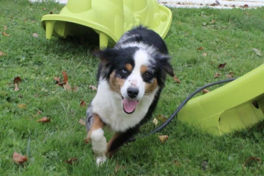 Tess Du Domaine Des Belles Aubois