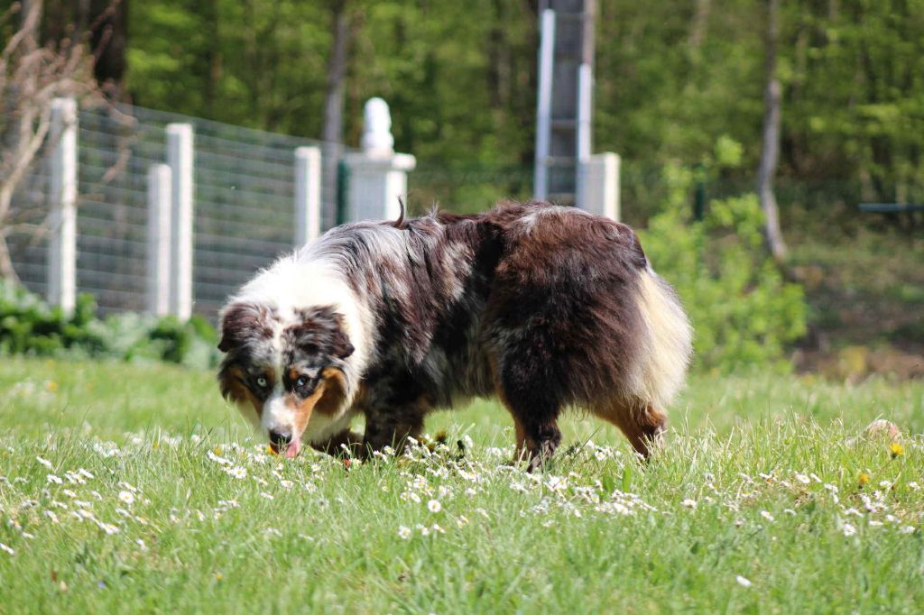 Publication : Du Domaine Des Belles Aubois