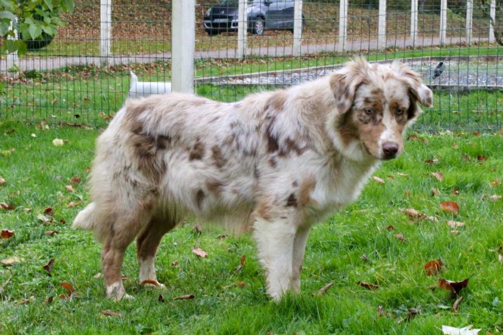 Abby-gaelle Du Domaine Des Belles Aubois