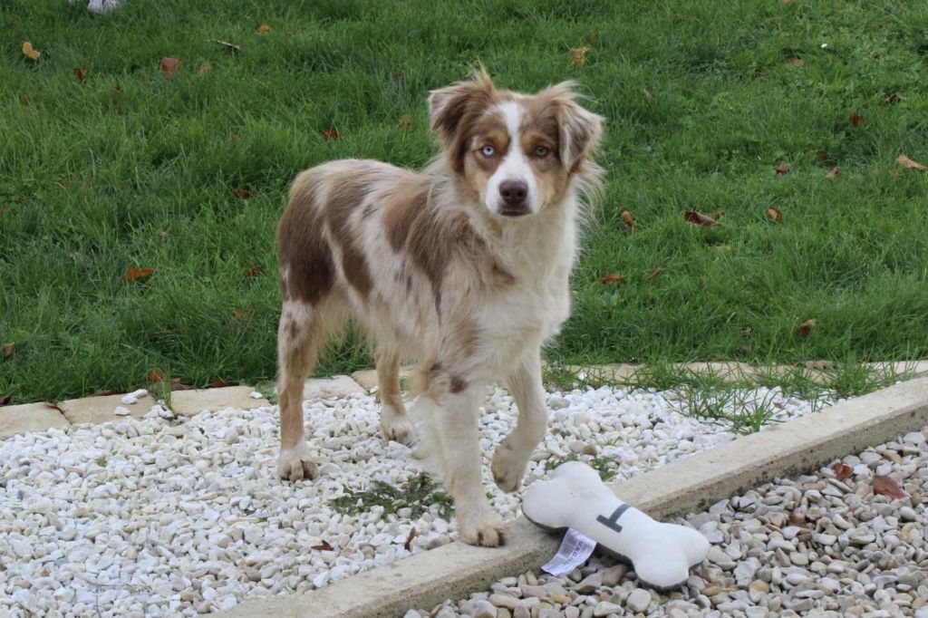 Yness Du Domaine Des Belles Aubois