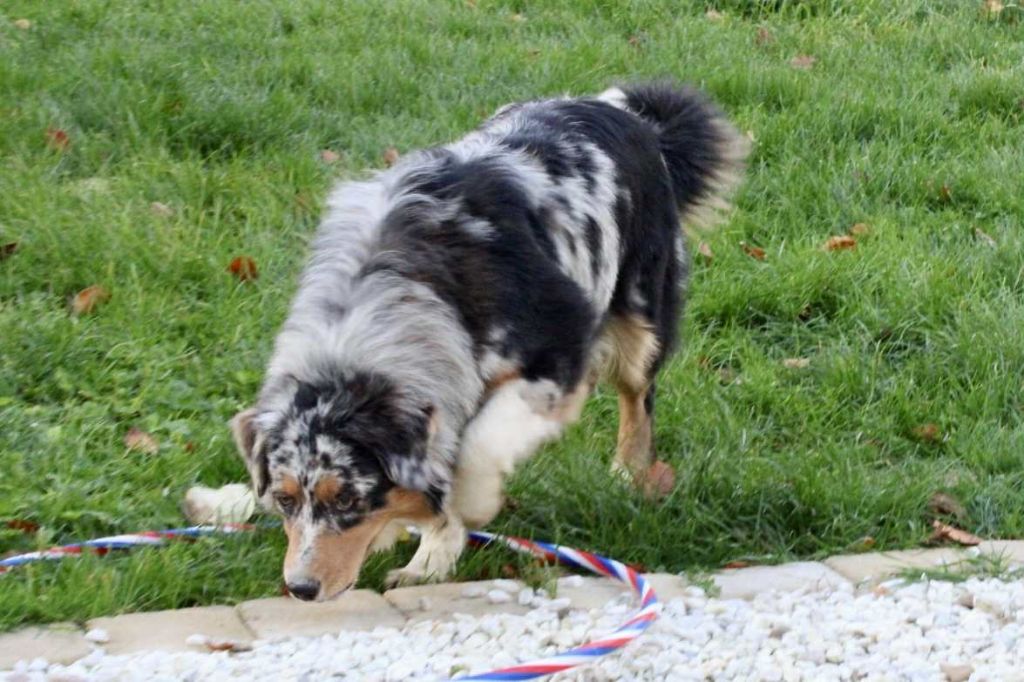 Vickie Du Domaine Des Belles Aubois