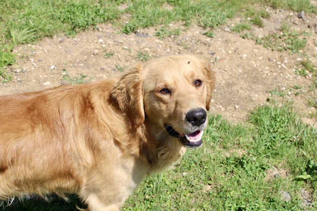 Urkann (Sans Affixe)