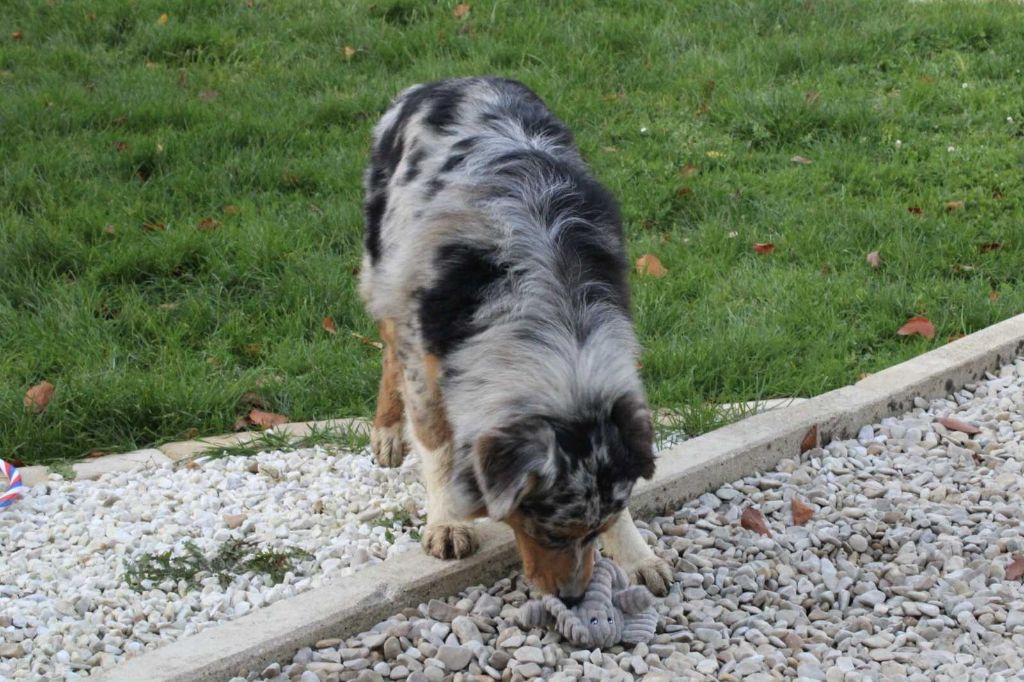 Vickie Du Domaine Des Belles Aubois