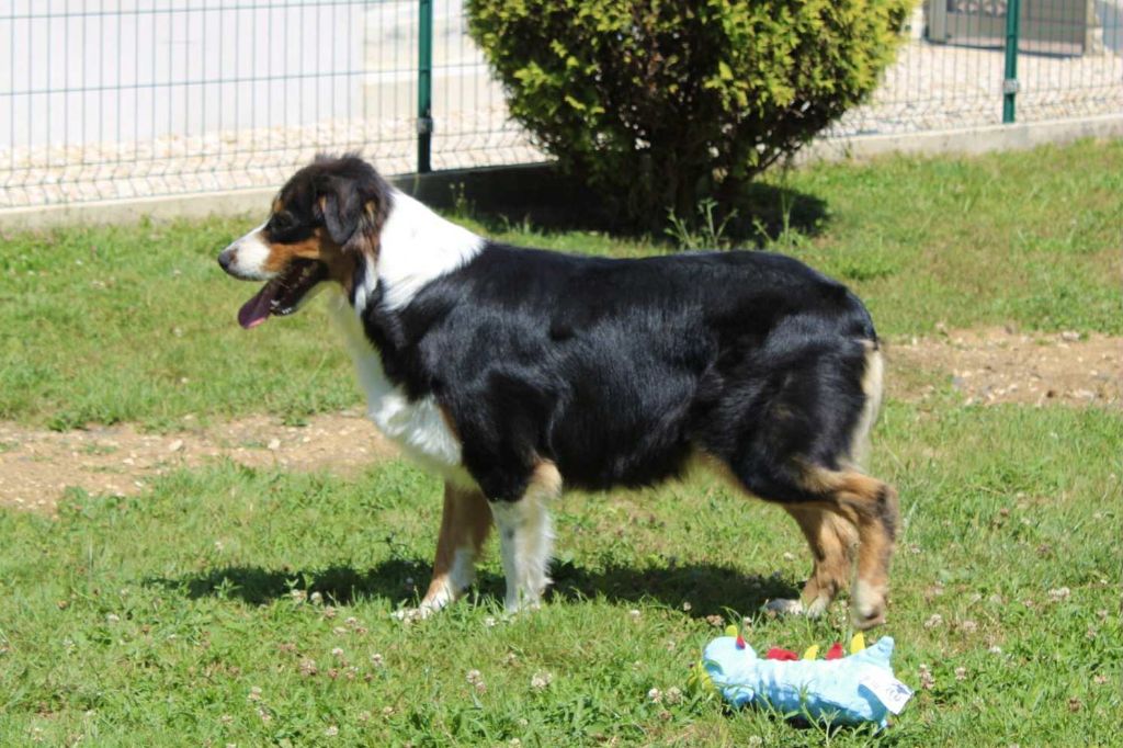 Publication : Du Domaine Des Belles Aubois Auteur : Auroux leonie