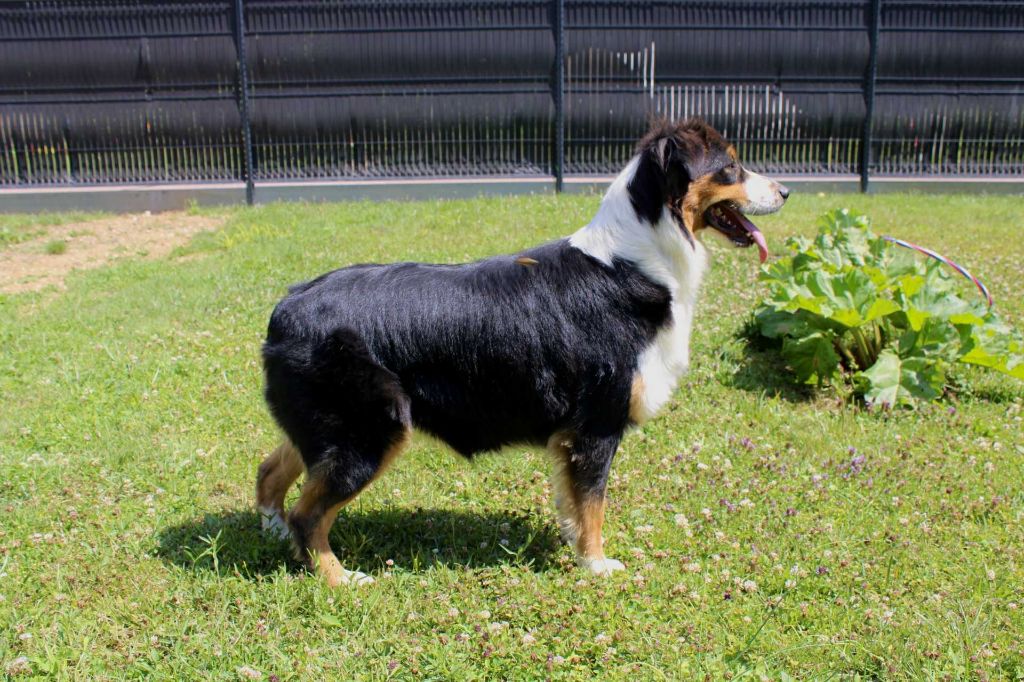 Publication : Du Domaine Des Belles Aubois Auteur : Auroux leonie