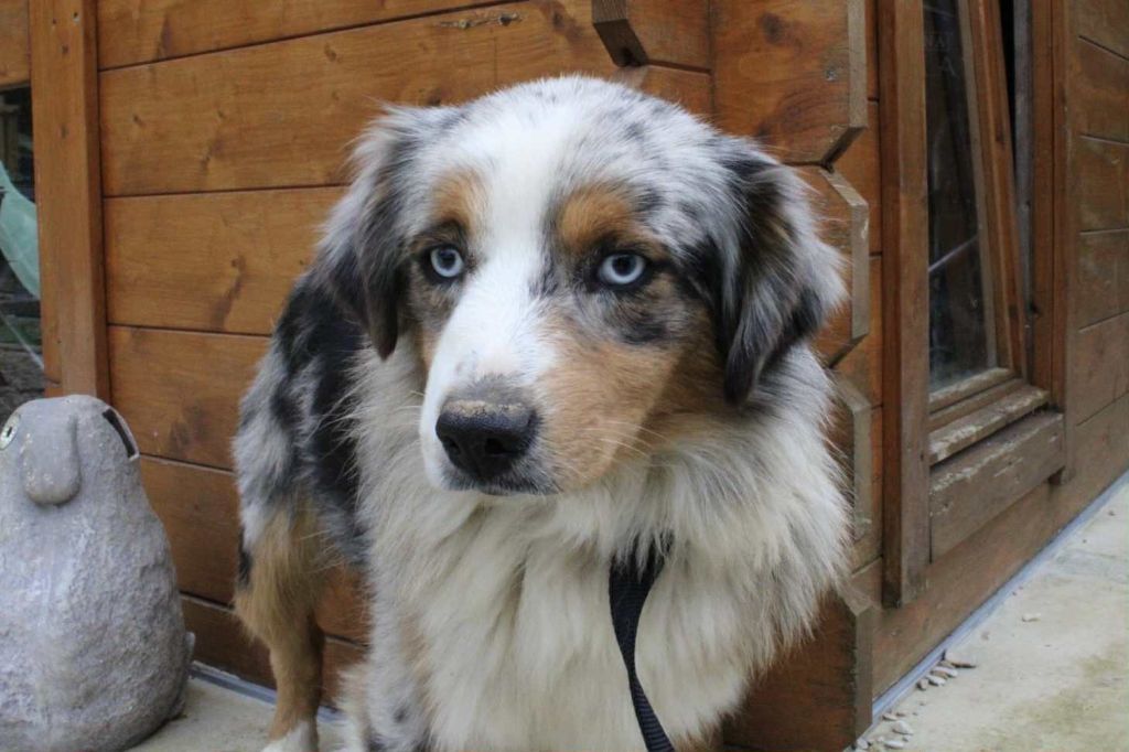 Agate Du Domaine Des Belles Aubois