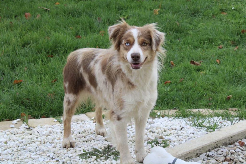 Yness Du Domaine Des Belles Aubois