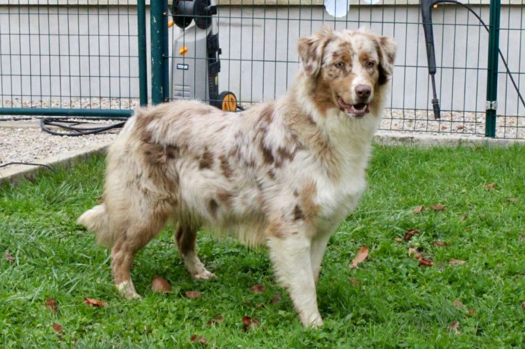 Abby-gaelle Du Domaine Des Belles Aubois