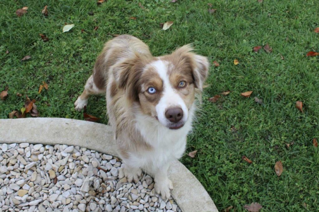 Yness Du Domaine Des Belles Aubois