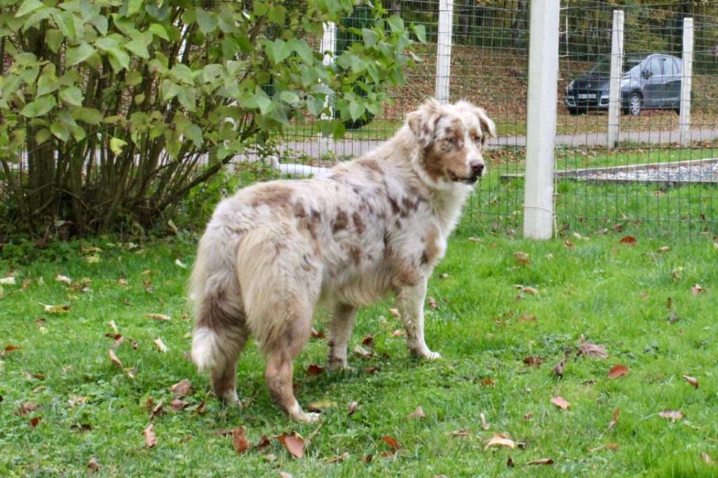 Abby-gaelle Du Domaine Des Belles Aubois