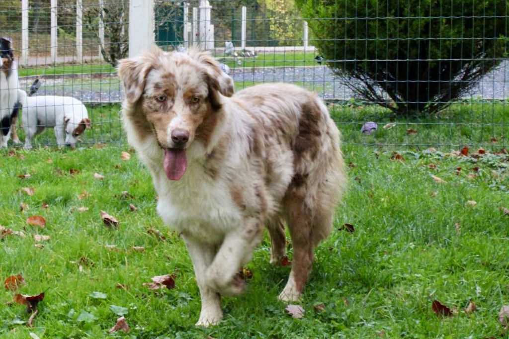 Abby-gaelle Du Domaine Des Belles Aubois