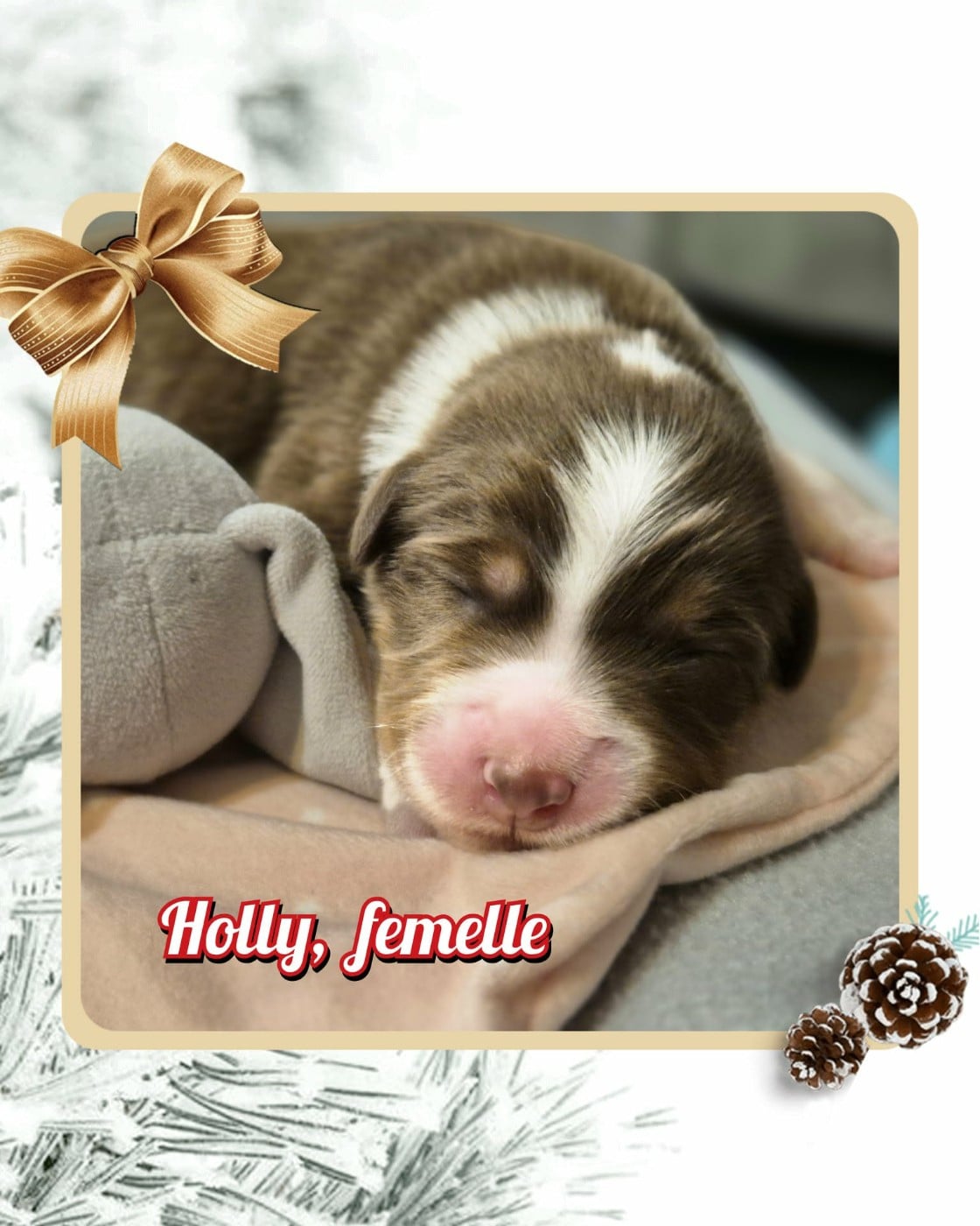HOLLY - Berger Australien
