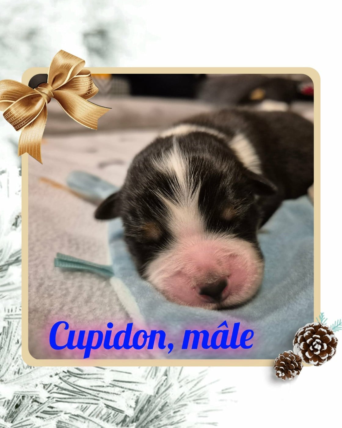 Cupidon - Berger Australien