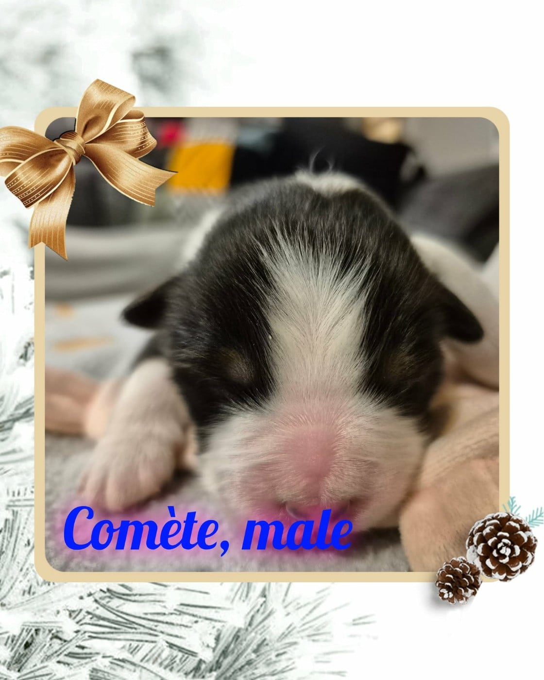 Comète - Berger Australien