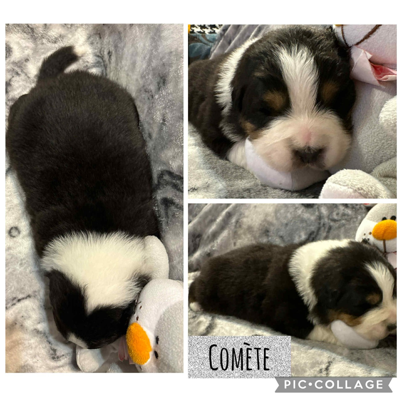 Comète - Berger Australien