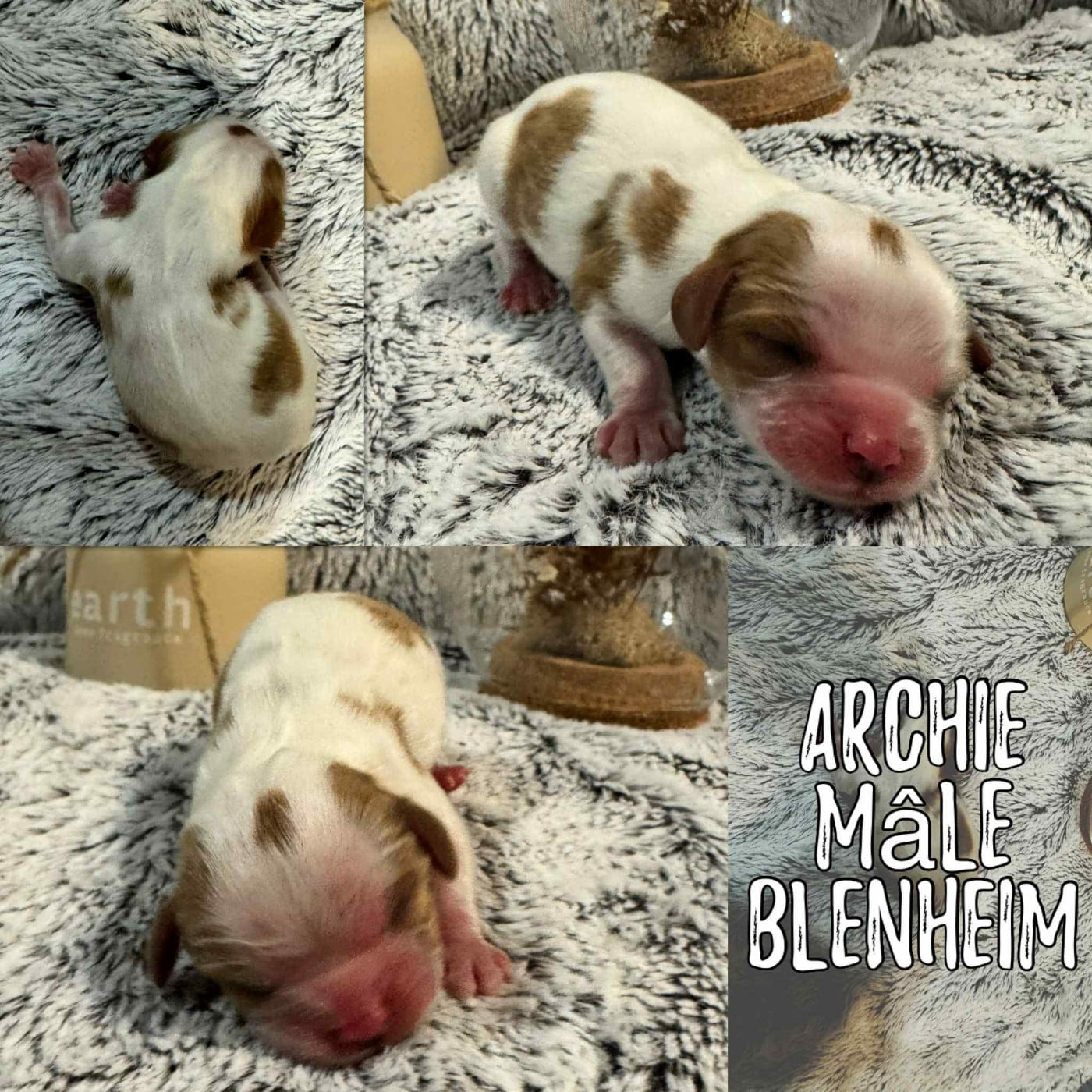 ARCHIE - Cavalier King Charles Spaniel