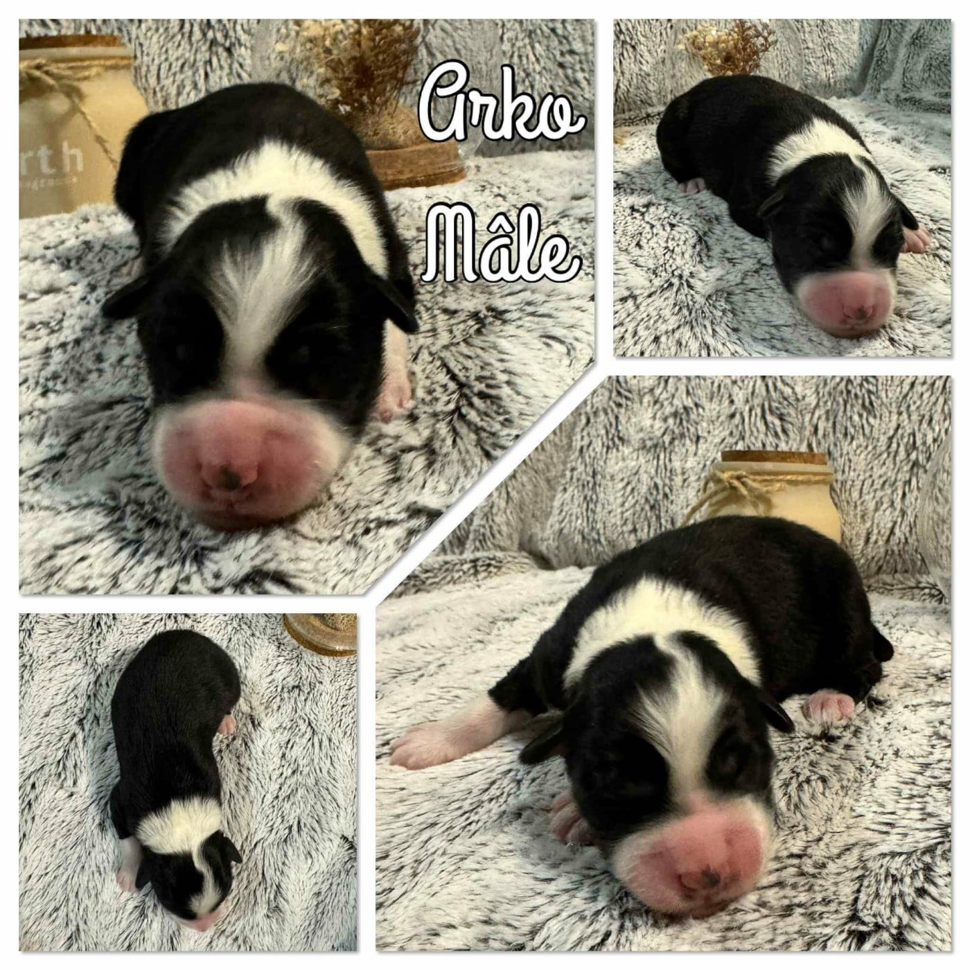 ARKO - Berger Australien