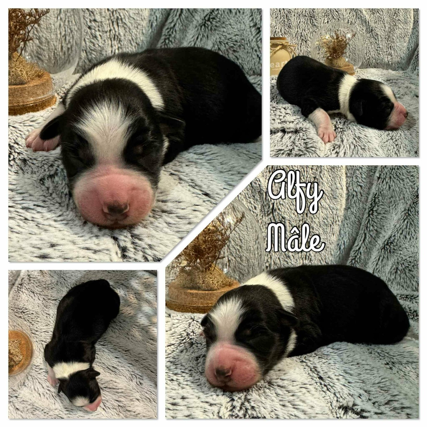 ALFI - Berger Australien