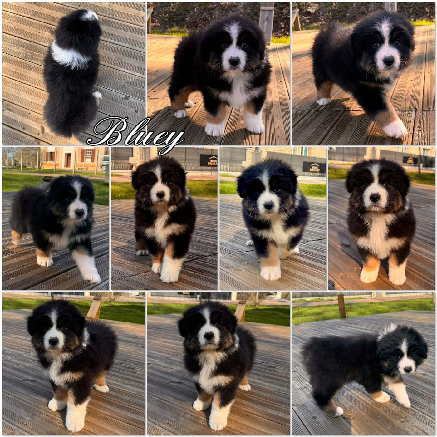 BLUEY - Berger Australien