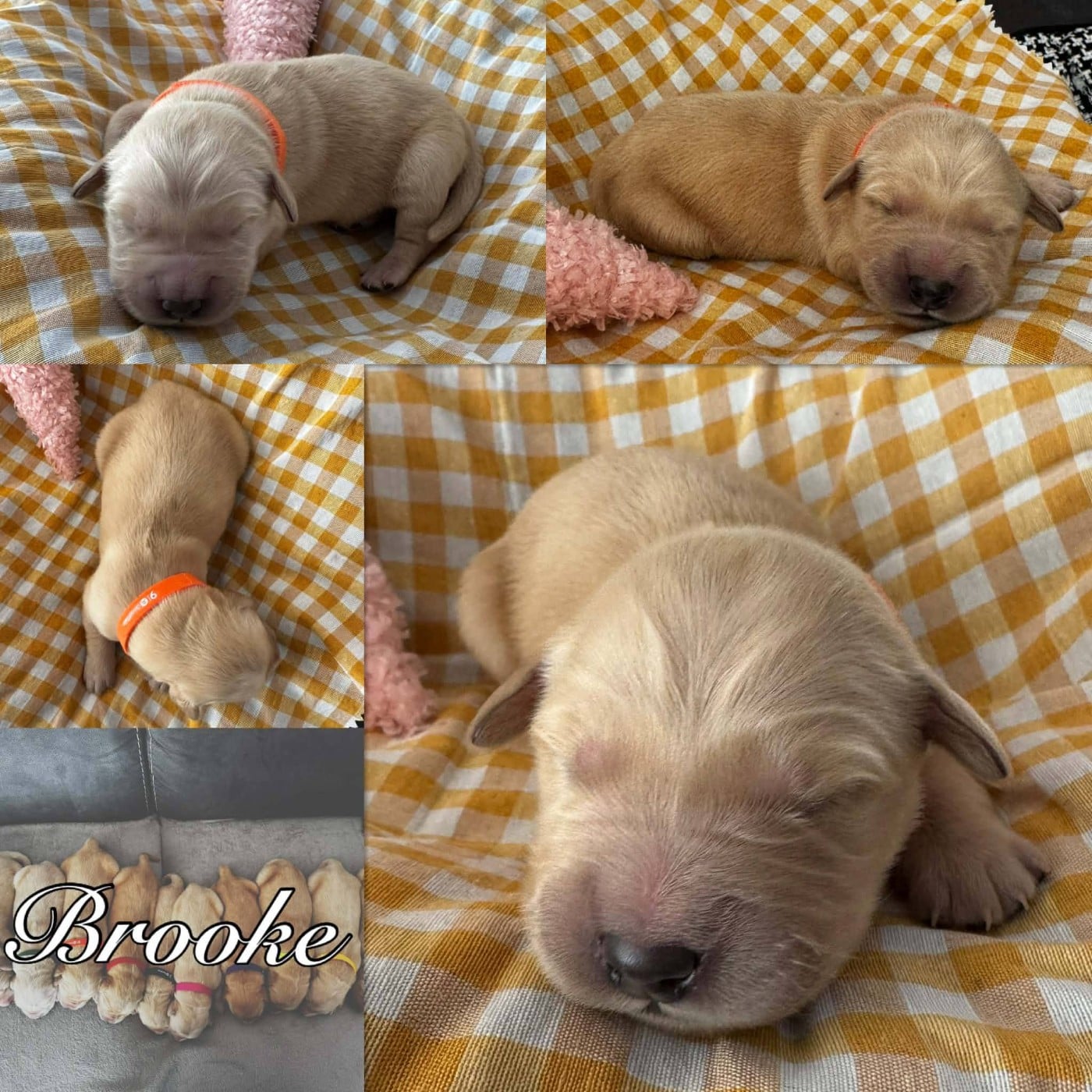 BROOKE - Golden Retriever