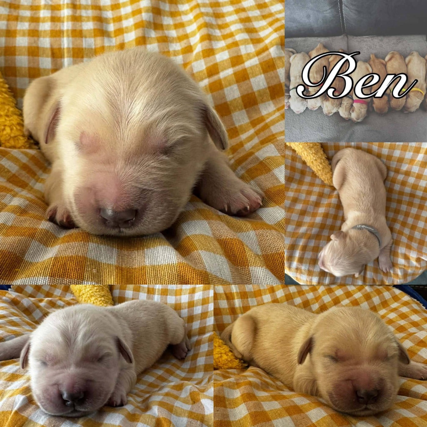 BEN - Golden Retriever