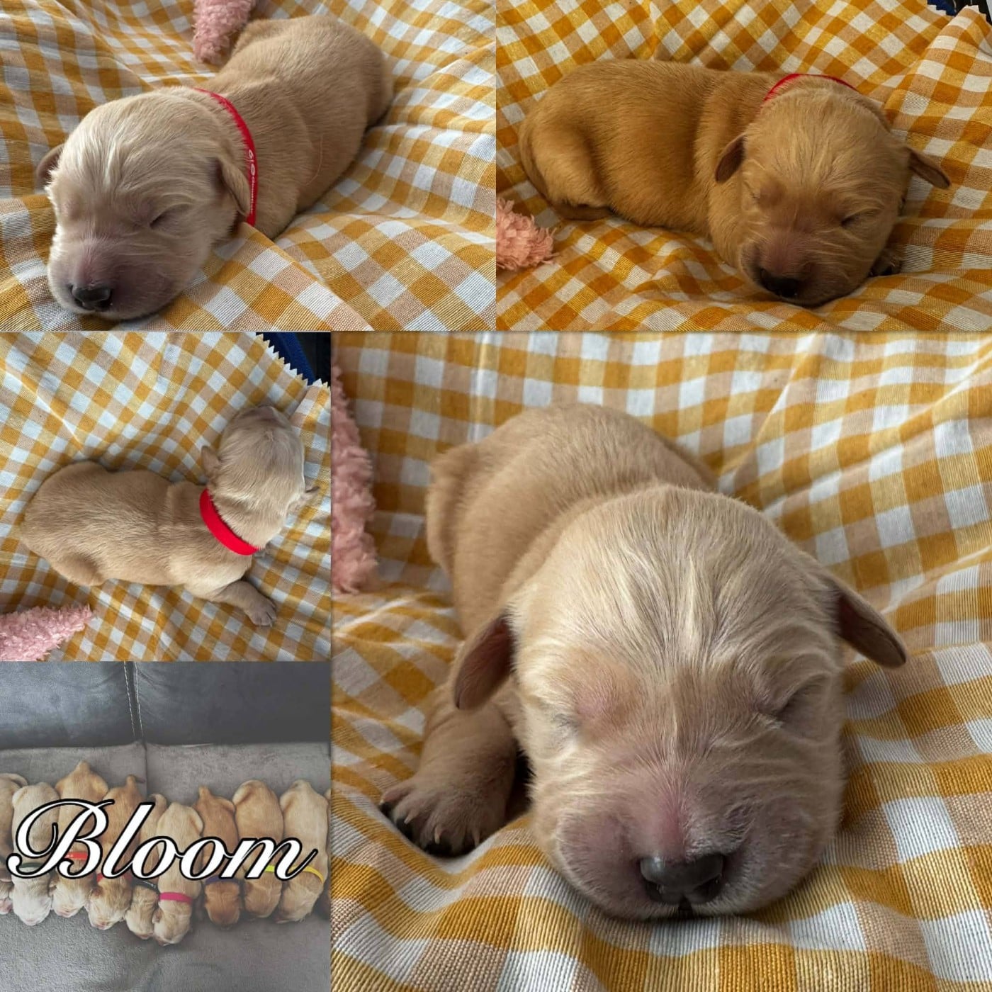 BLOOM - Golden Retriever