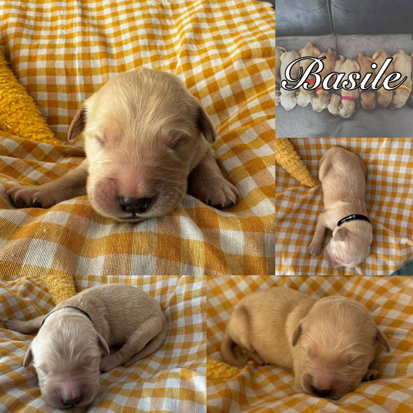 BASILE - Golden Retriever