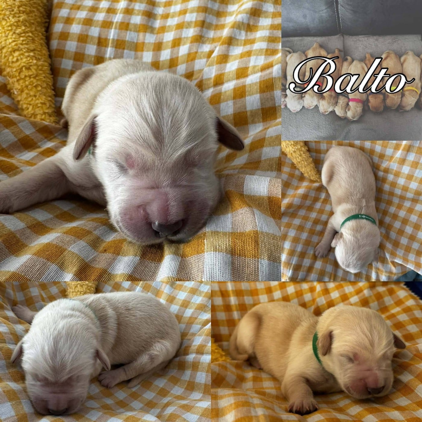 BALTO - Golden Retriever