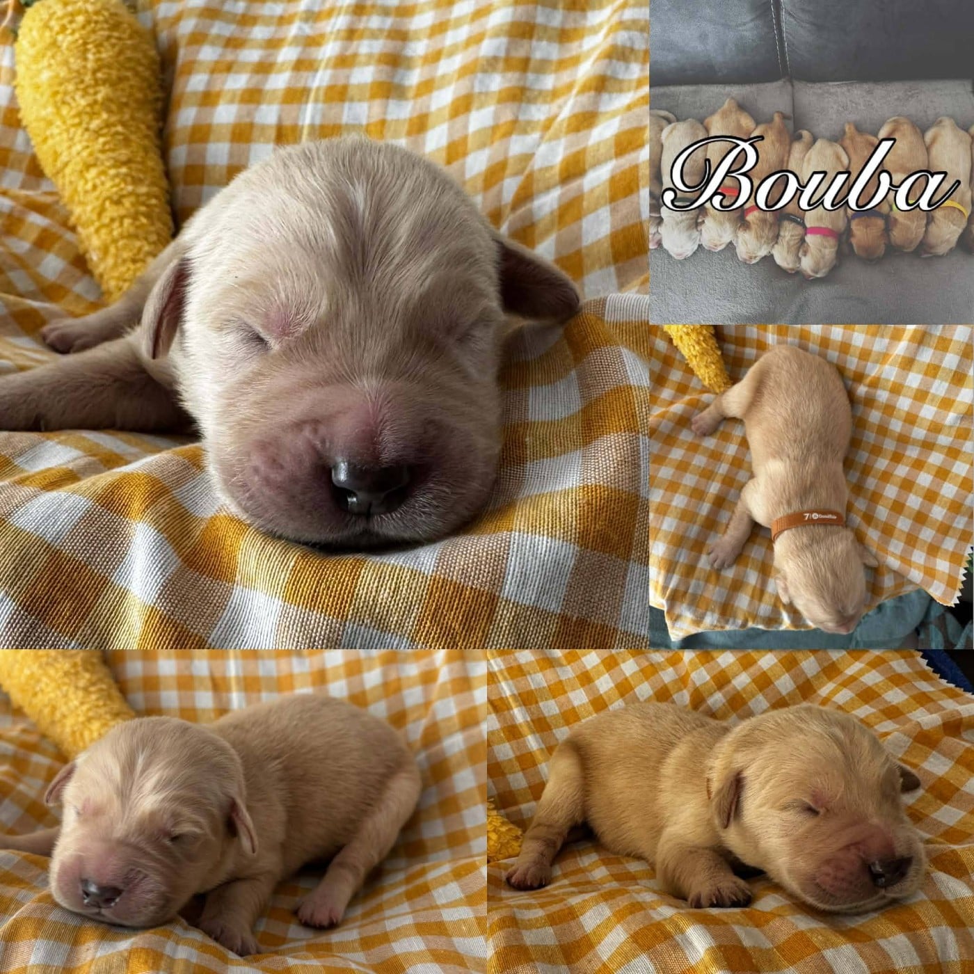 BOUBA - Golden Retriever