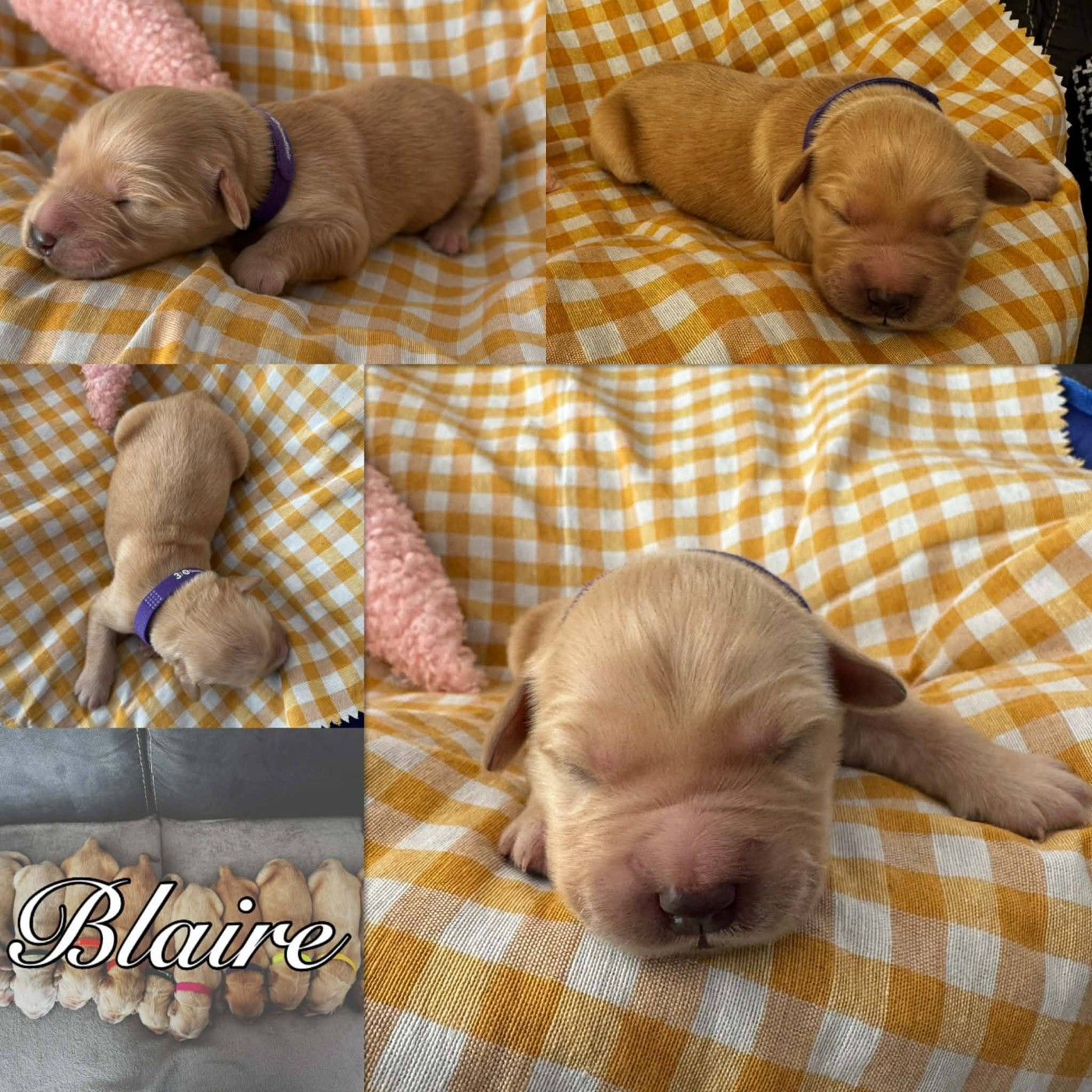 BLAIRE - Golden Retriever