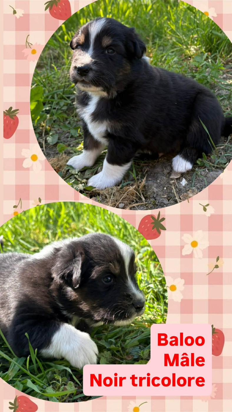 BALOO - Berger Australien